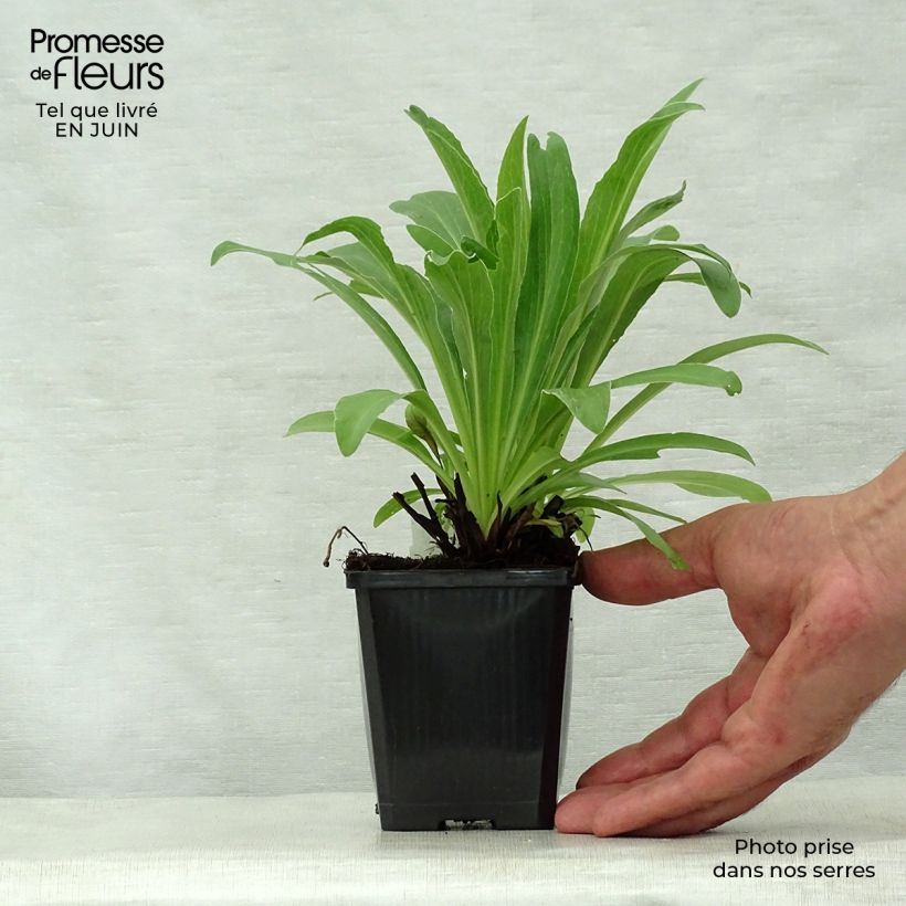 Exemplaar van Digitalis parviflora - Vingerhoedskruid Kweekpotje van 8/9 cm zoals geleverd in de zomer