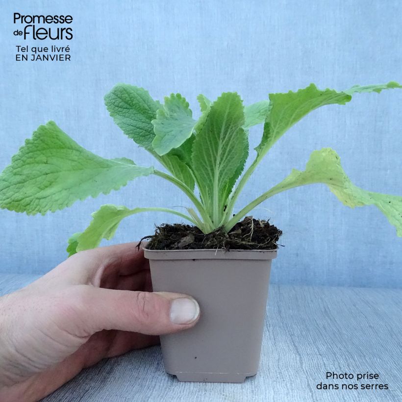 Example of Digitale - Digitalis purpurea Monstrosa  Kweekpotje van 8/9 cm as you get in hiver