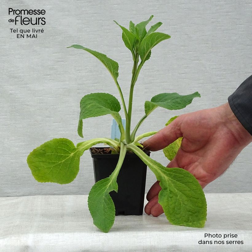 Exemplaar van Digitalis purpurea Suttons Apricot - Vingerhoedskruid Kweekpotje van 7/8 cm zoals geleverd in de lente