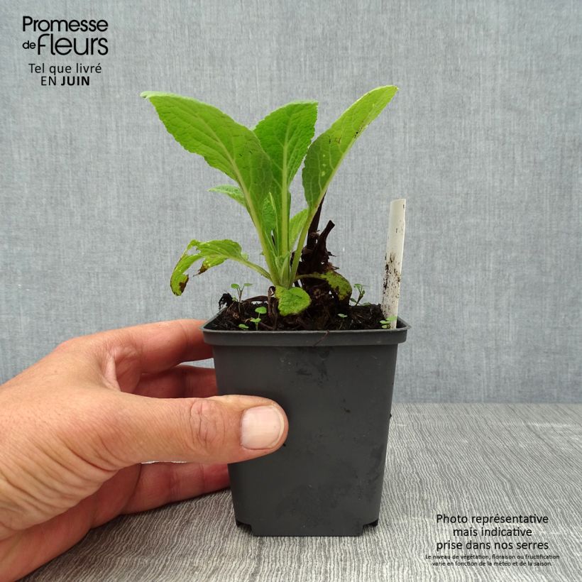 Exemplaar van Digitalis purpurea Suttons Apricot - Vingerhoedskruid Kweekpotje van 7/8 cm zoals geleverd in de zomer