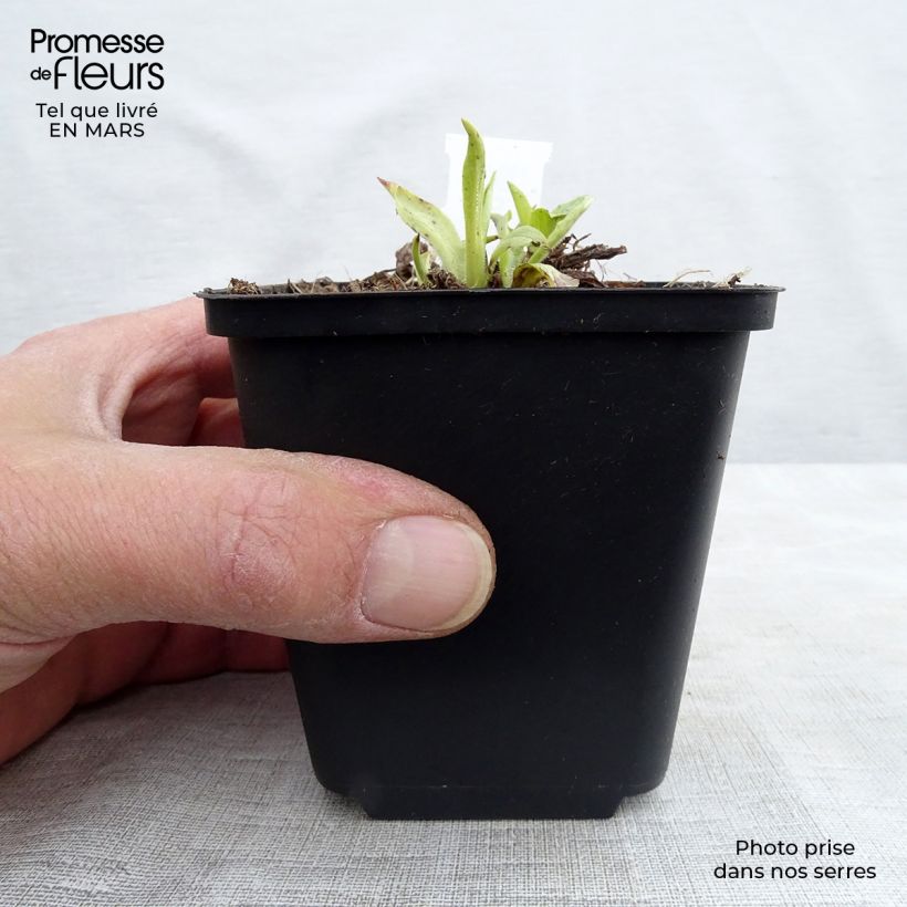 Example of Digitalis grandiflora - Geel vingerhoedskruid Kweekpotje van 8/9 cm as you get in hiver