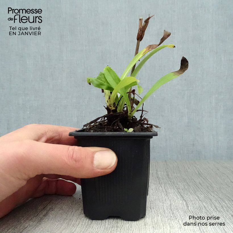 Example of Digitale jaune - Digitalis lutea Kweekpotje van 8/9 cm as you get in hiver