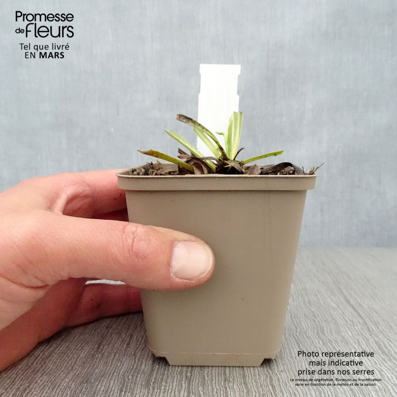 Exemplaar van Digitalis laevigata Alba - Vingerhoedskruid Kweekpotje van 8/9 cm zoals geleverd in de lente