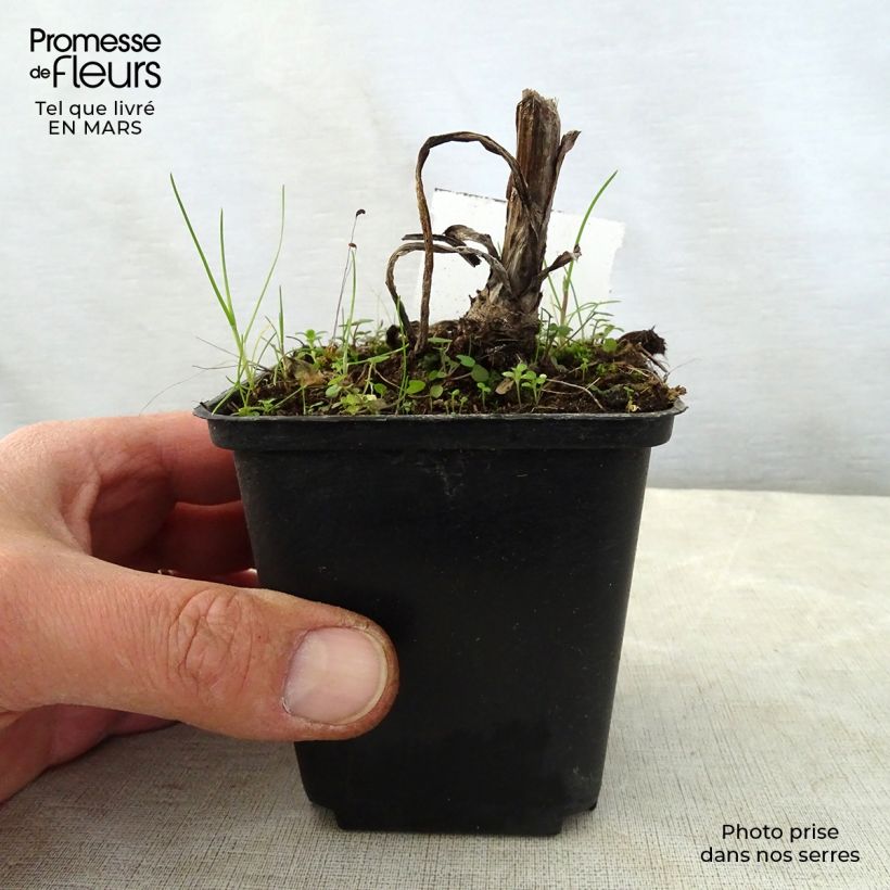 Exemplaar van Digitalis lanata Café Crème - Wollig vingerhoedskruid Kweekpotje van 8/9 cm zoals geleverd in de lente