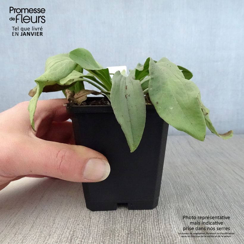 Example of Digitale laineuse Café Crème - Digitalis lanata Kweekpotje van 8/9 cm as you get in hiver