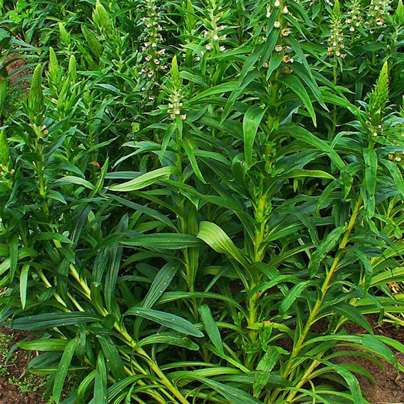 Digitalis lanata - Wollig vingerhoedskruid (Blad)