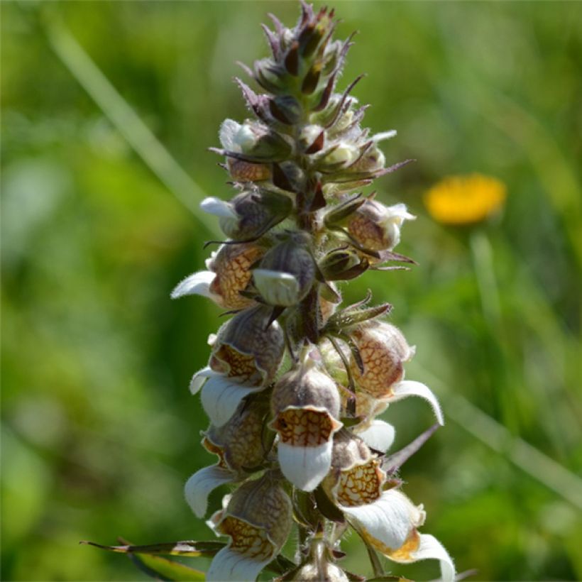 Digitalis lanata - Wollig vingerhoedskruid (Bloei)