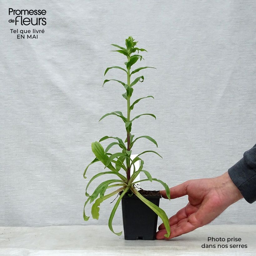 Exemplaar van Digitalis lanata - Wollig vingerhoedskruid Kweekpotje van 8/9 cm zoals geleverd in de lente