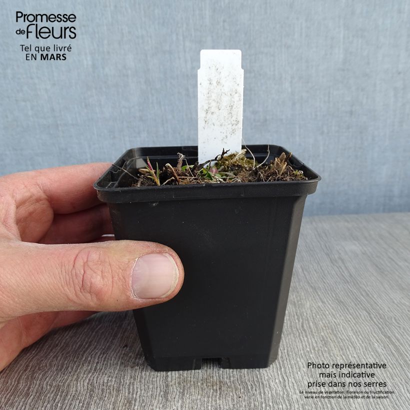 Example of Digitale mertonensis Summer King Kweekpotje van 8/9 cm as you get in hiver