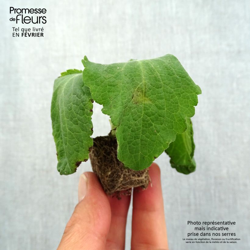 Exemplaar van Digitalis purpurea Camelot Roze - Vingerhoedskruid Mini-mot Ø 1,5/2,5 cm zoals geleverd in de herfst