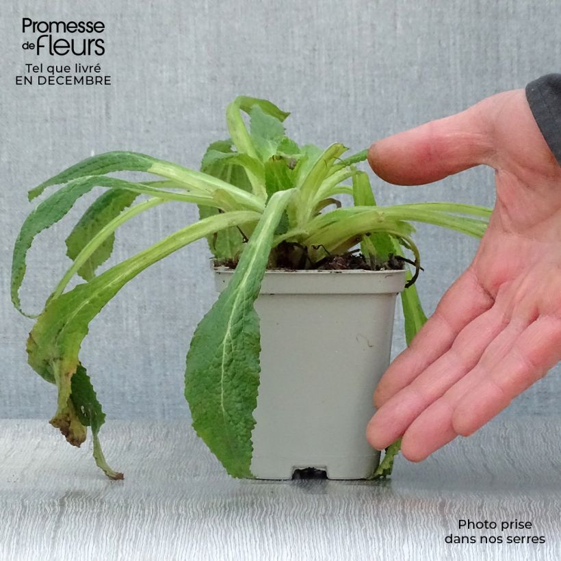 Example of Digitalis purpurea - Vingerhoedskruid Kweekpotje van 8/9 cm as you get in hiver