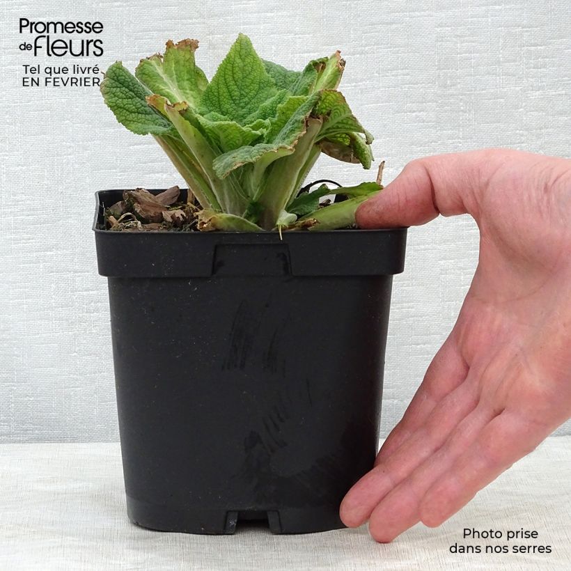 Example of Digitalis purpurea - Vingerhoedskruid Pot van 2 l/3 l as you get in hiver