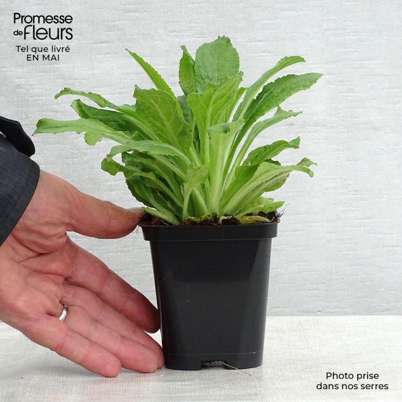 Exemplaar van Digitalis purpurea - Vingerhoedskruid Kweekpotje van 8/9 cm zoals geleverd in de lente