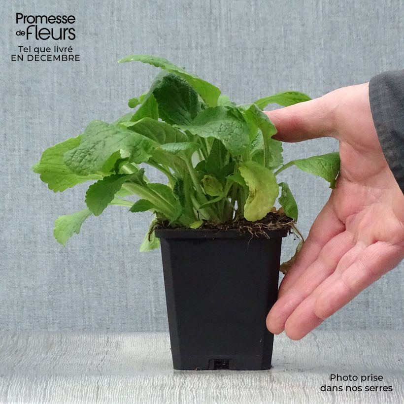 Example of Digitalis purpurea Pam's Choice - Vingerhoedskruid Kweekpotje van 8/9 cm as you get in hiver