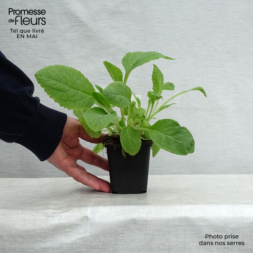 Exemplaar van Digitalis purpurea Pam's Choice - Vingerhoedskruid Kweekpotje van 8/9 cm zoals geleverd in de lente