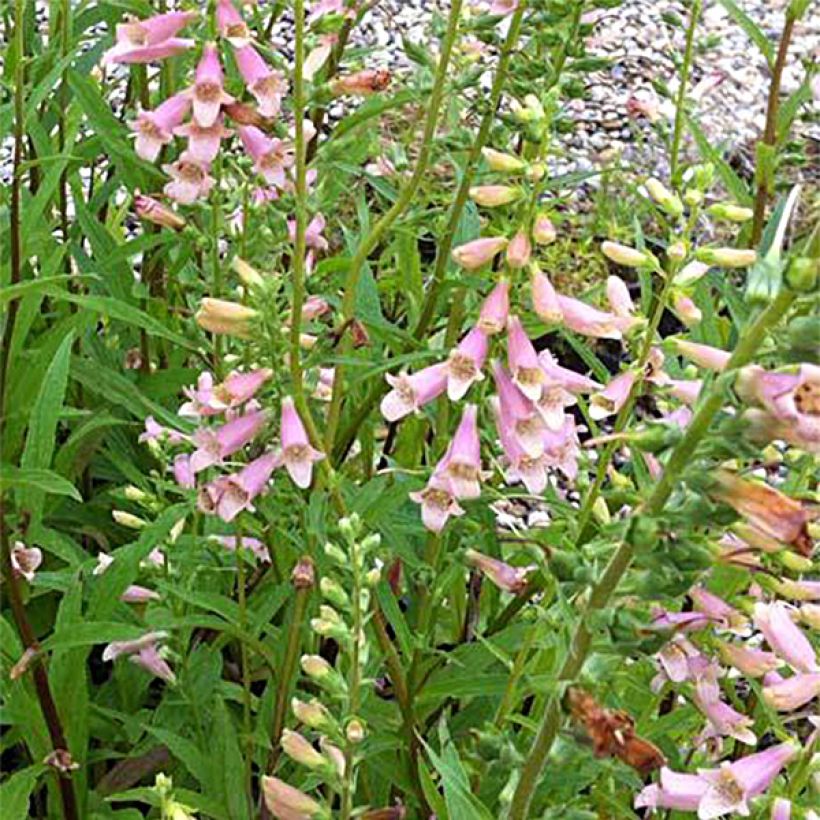 Digitalis Glory of Roundway - Vingerhoedskruid (Flowering)