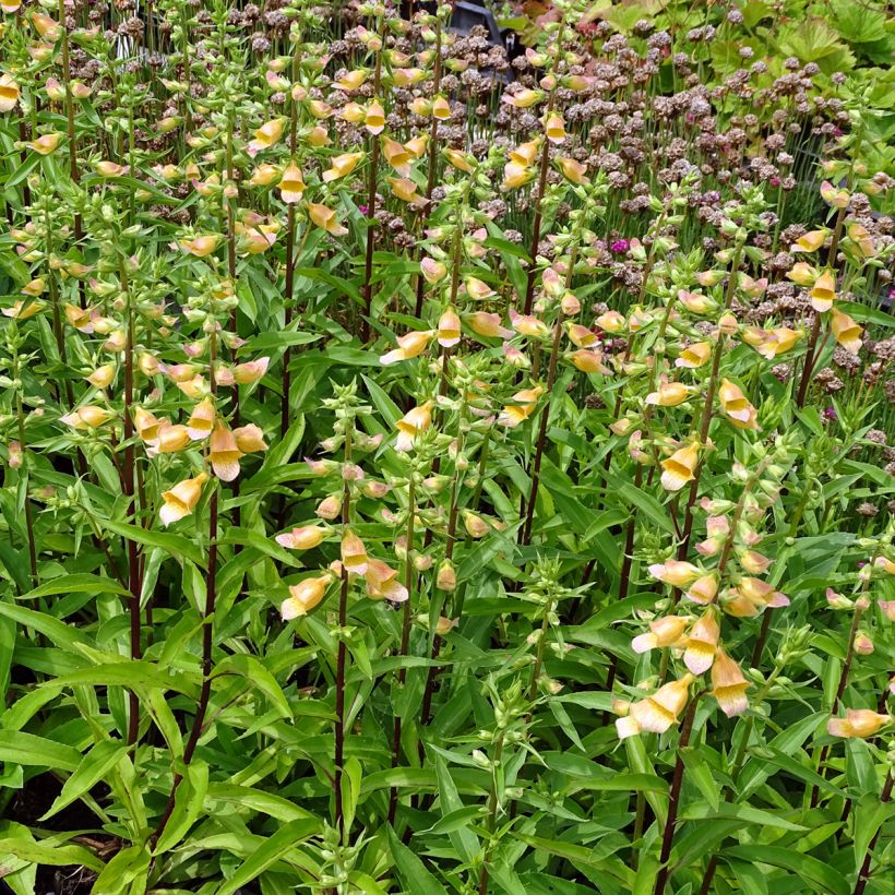 Digitalis Spice Island - Vingerhoedskruid (Plant habit)