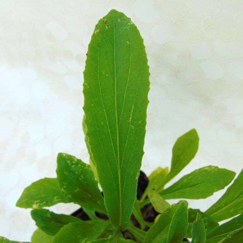 Digitalis Spice Island - Vingerhoedskruid (Foliage)