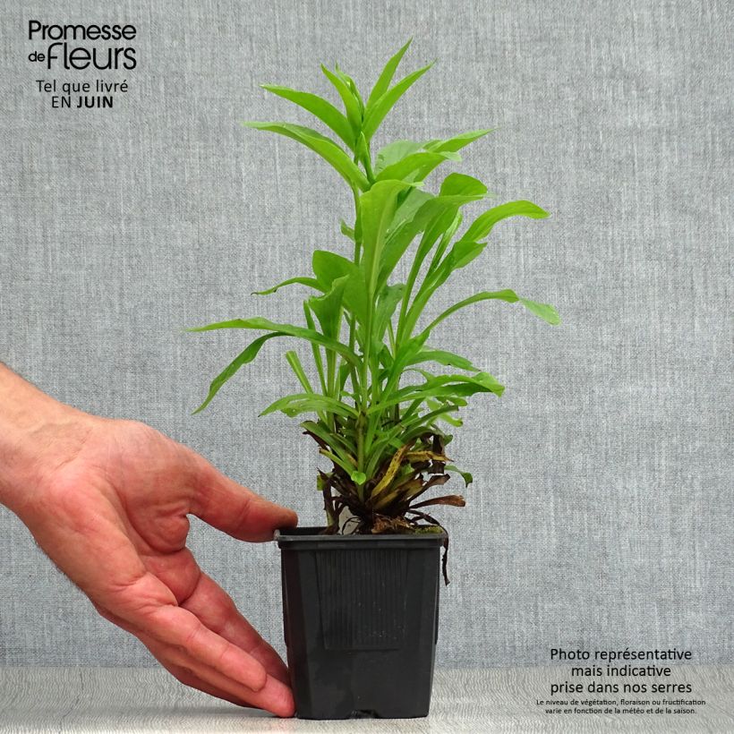 Exemplaar van Digitalis Spice Island - Vingerhoedskruid Kweekpotje van 8/9 cm zoals geleverd in de zomer