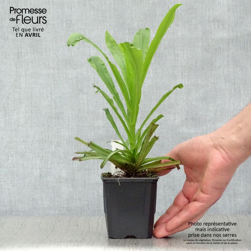 Exemplaar van Digitalis Spice Island - Vingerhoedskruid Kweekpotje van 8/9 cm zoals geleverd in de lente