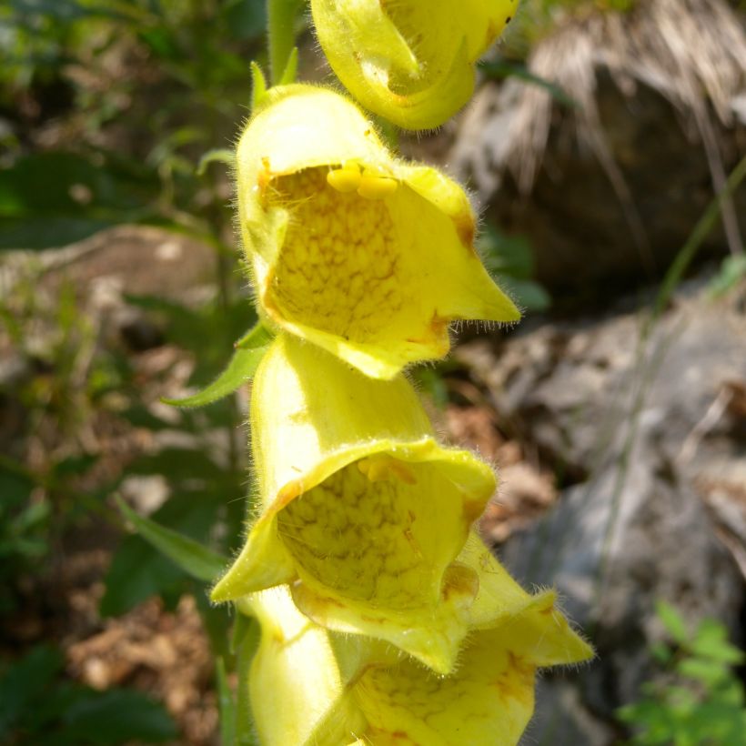 Digitalis ciliata - Vingerhoedskruid (Bloei)