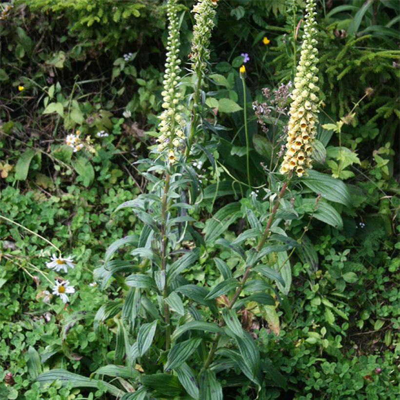 Digitalis ferruginea Gigantea - Vingerhoedskruid (Plant habit)