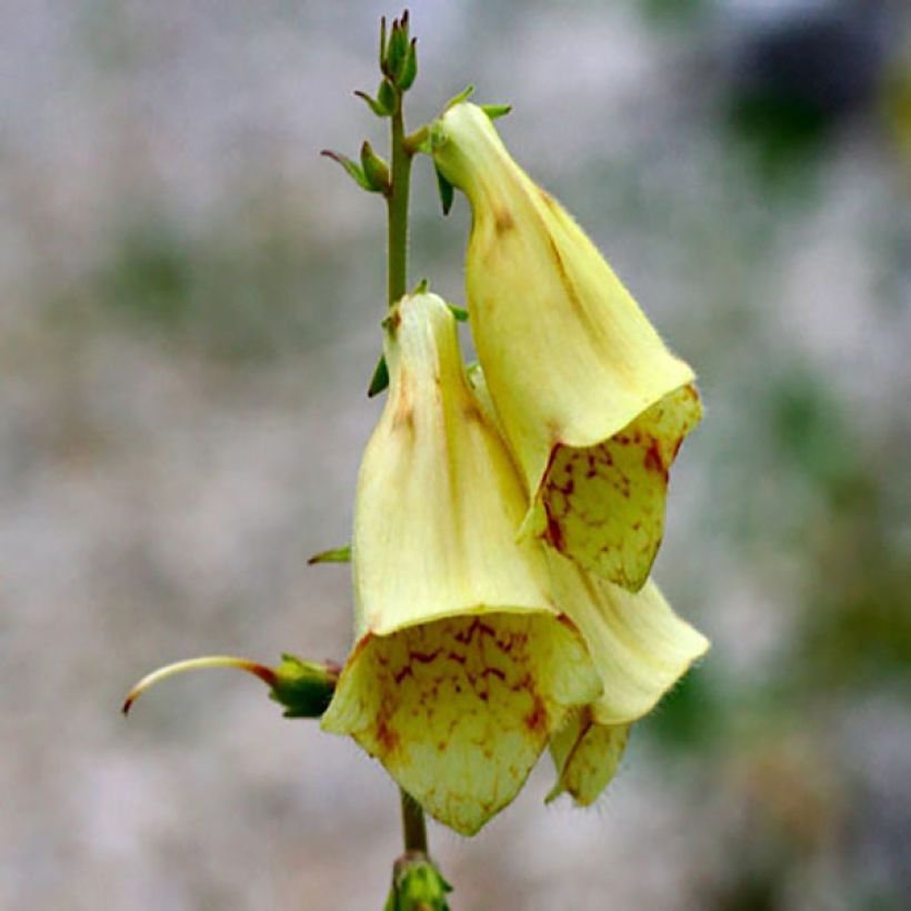 Digitalis grandiflora - Geel vingerhoedskruid (Flowering)