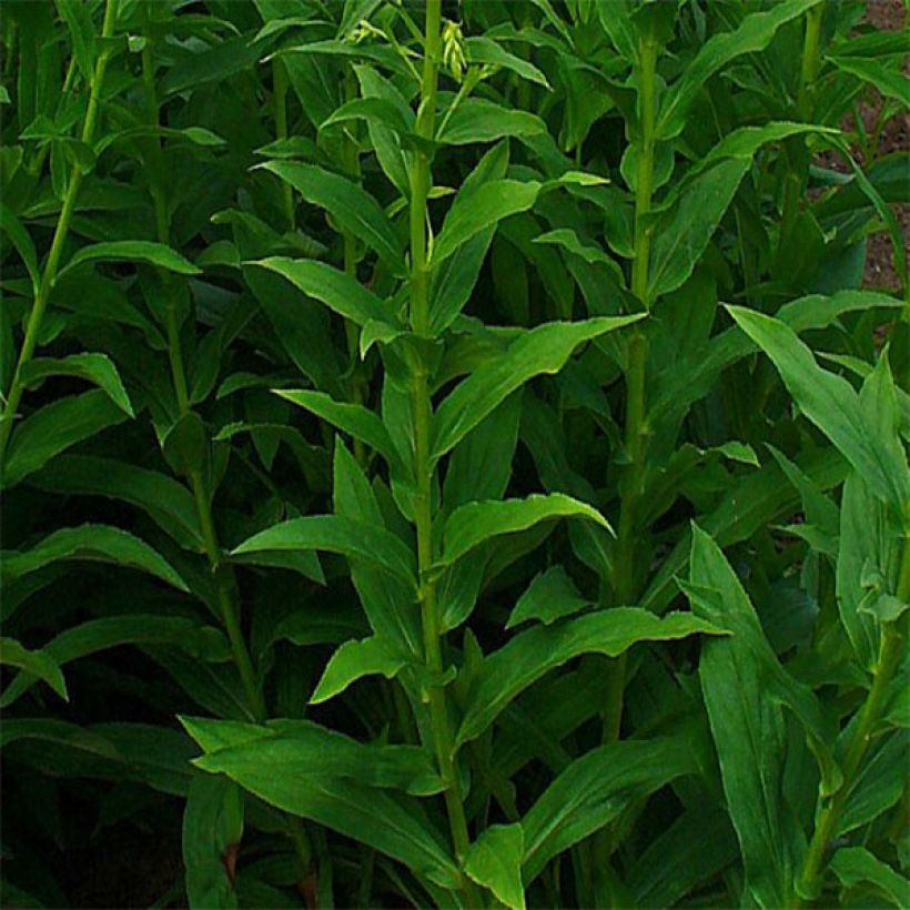 Digitalis lutea - Gele vingerhoedskruid (Foliage)