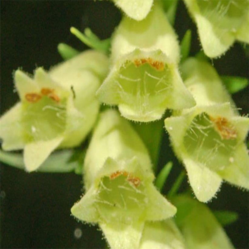 Digitalis lutea - Gele vingerhoedskruid (Flowering)