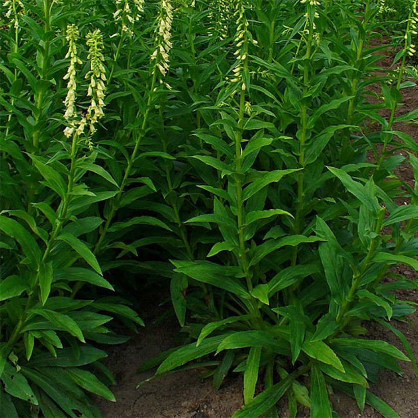 Digitalis lutea - Gele vingerhoedskruid (Plant habit)