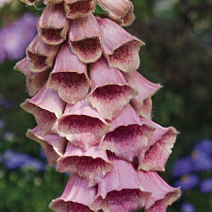 Digitalis mertonensis - Vingerhoedskruid (Flowering)