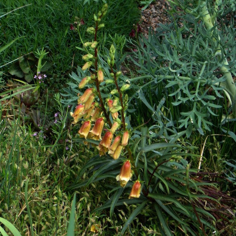 Digitalis obscura - Wilgebladig vingerhoedskruid (Plant habit)