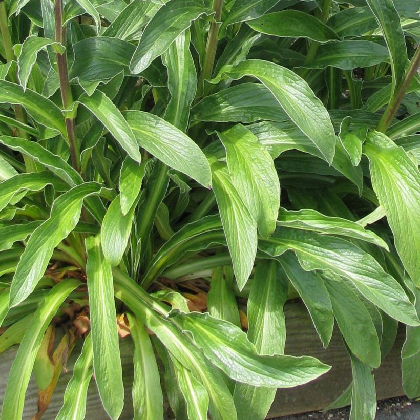 Digitalis parviflora - Vingerhoedskruid (Foliage)
