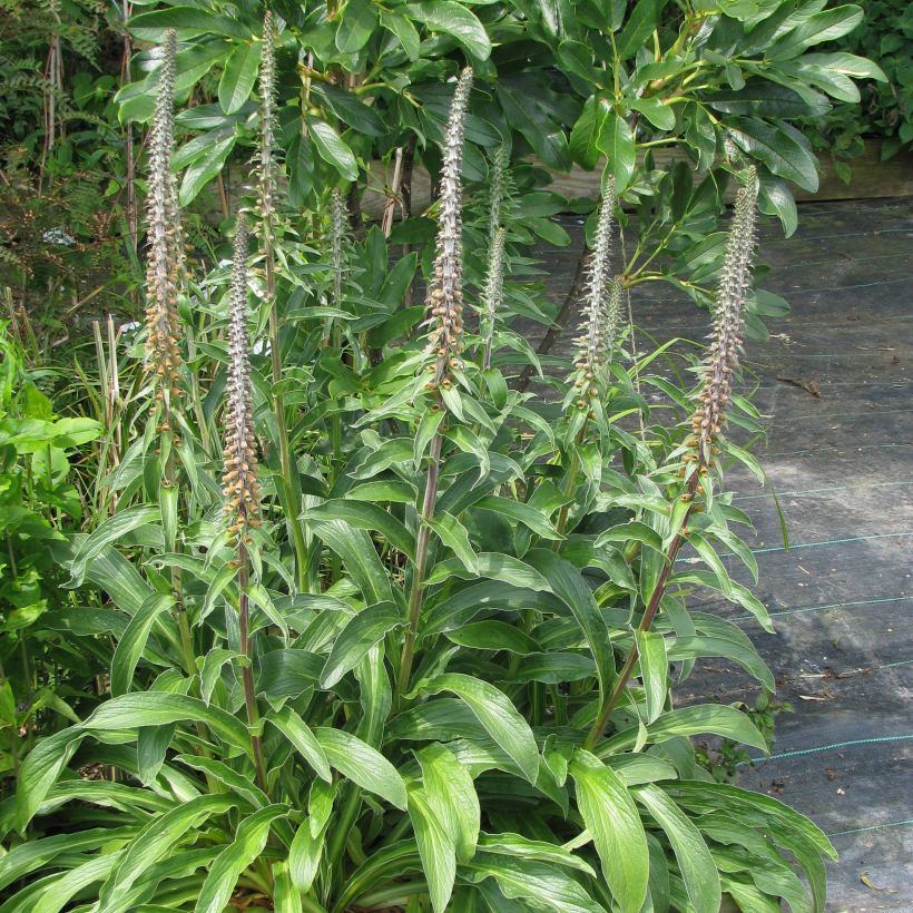 Digitalis parviflora - Vingerhoedskruid (Plant habit)
