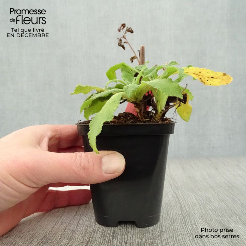 Example of Digitalis purpurea Alba - Digitale pourpre Blanche. Kweekpotje van 8/9 cm as you get in hiver