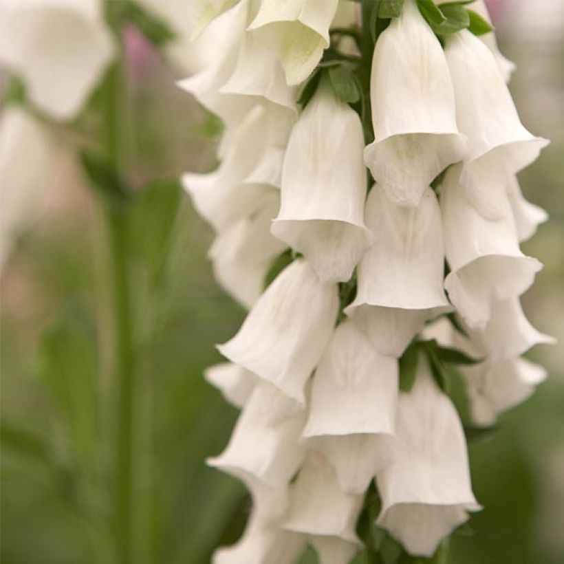 Digitalis purpurea Snow Thimble - Vingerhoedskruid (Flowering)