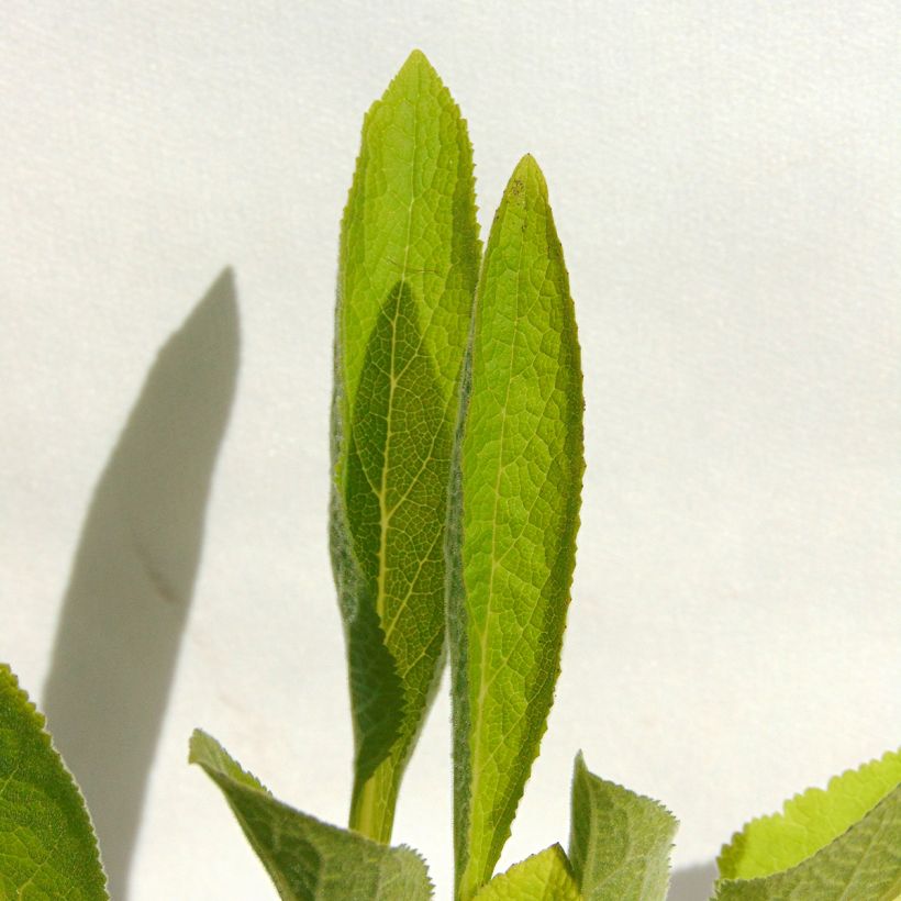 Digitalis purpurea Snow Thimble - Vingerhoedskruid (Foliage)