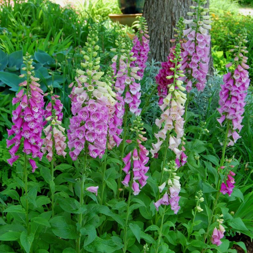 Digitalis purpurea nevadensis - Vingerhoedskruid (Groeiplaats)