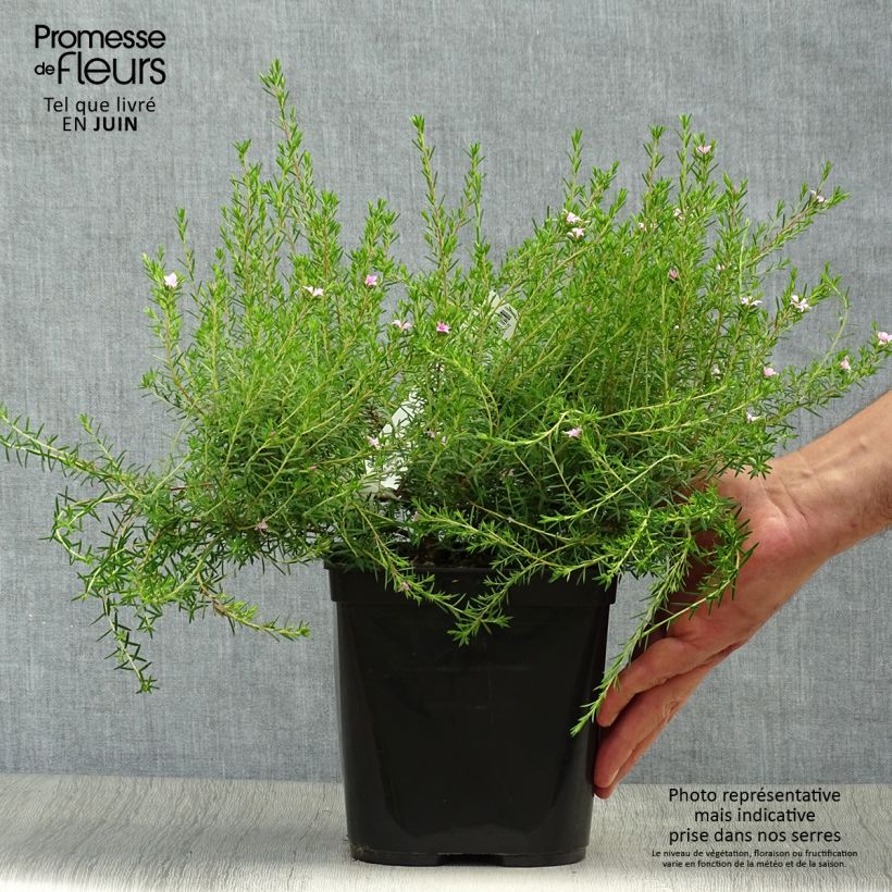 Exemplaar van Diosma Pink Diamond - Confettistruik Pot van 2 l/3 l zoals geleverd in de zomer