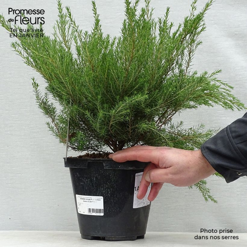 Example of Diosma hirsuta Pink Fountain Pot van 2 l/3 l as you get in hiver