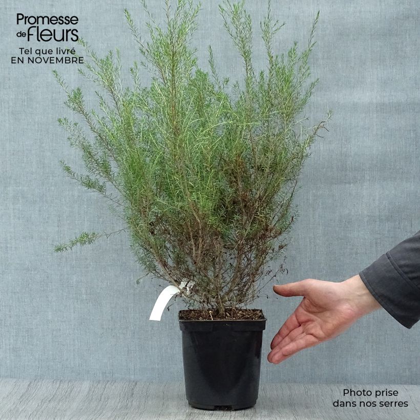 Exemplaar van Diosma hirsuta Pink Fountain - Confettistruik Pot van 2 l/3 l zoals geleverd in de herfst