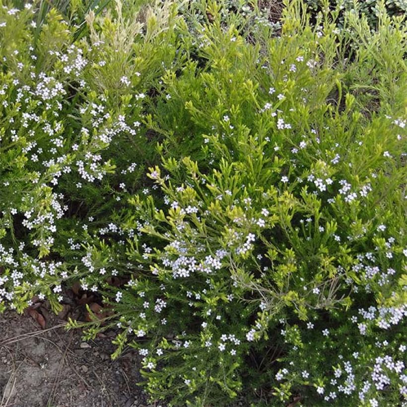 Diosma hirsuta Sunset Gold - Confettistruik (Plant habit)