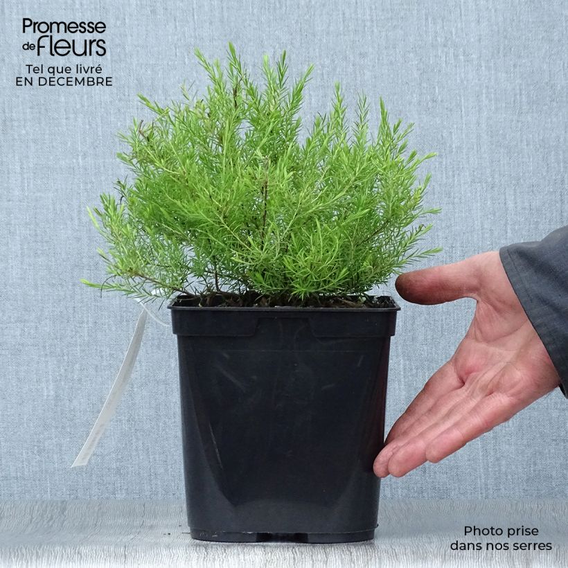 Example of Diosma hirsuta Sunset gold - Diosmée hirsute. Pot van 2 l/3 l as you get in hiver