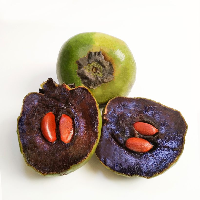 Zwarte zapote - Diospyros digyna (Oogst)
