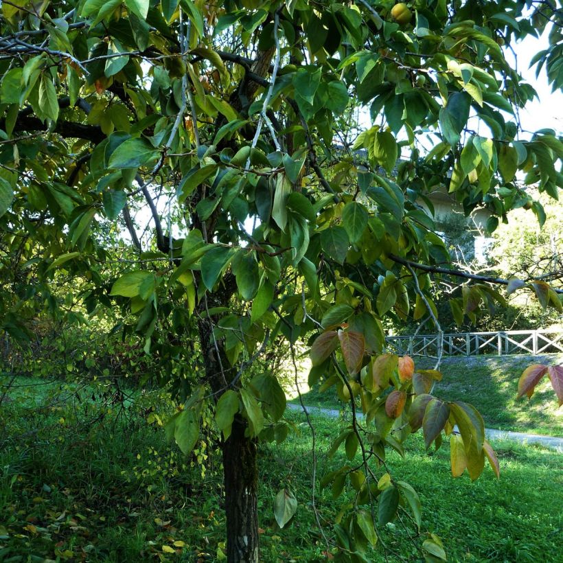 Diospyros kaki - Kaki (Plant habit)