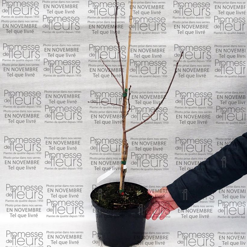 Voorbeeld van een exemplaar van Diospyros virginiana SAA Pieper - Amerikaanse persimoen Pot van 4 l/5 l zoals geleverd