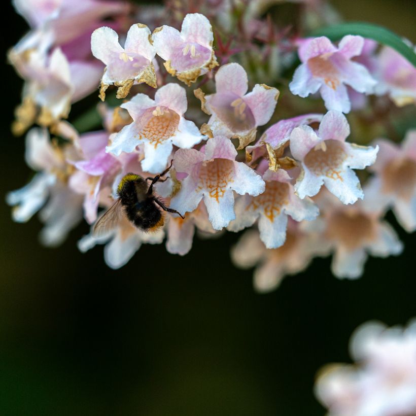 Dipelta floribunda (Bloei)
