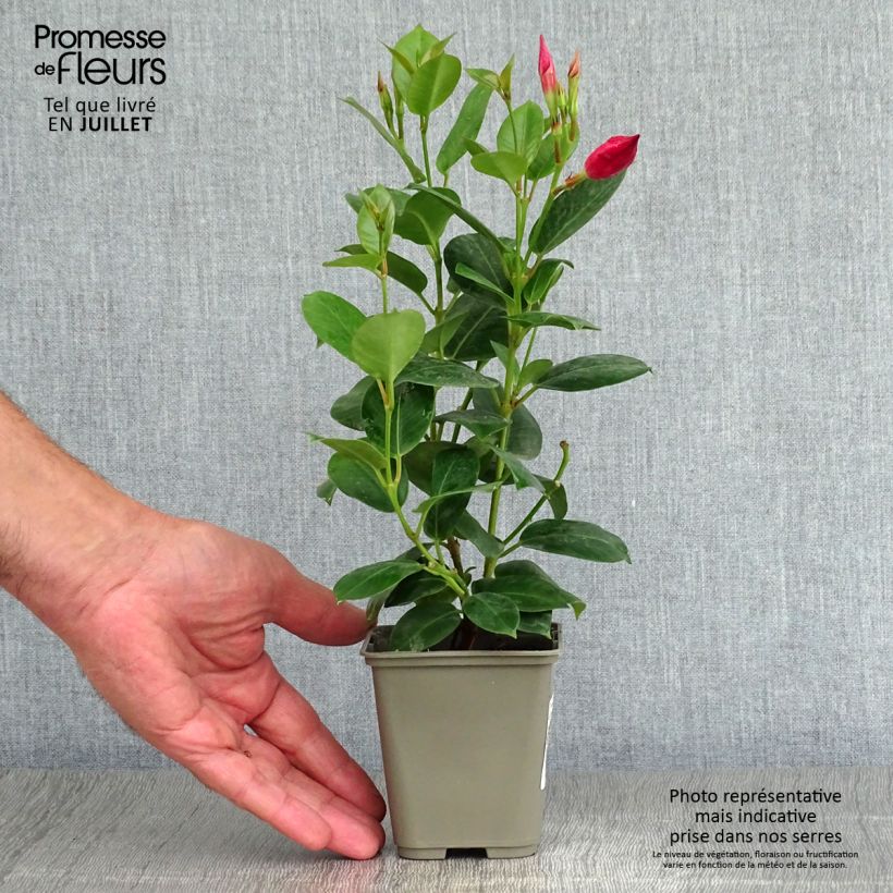 Exemplaar van Dipladenia Diamantina Jade Red - Mandevilla Pot van 2 l/3 l zoals geleverd in de zomer