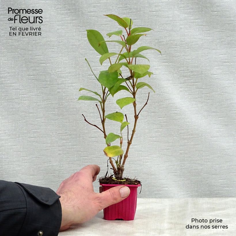 Exemplaar van Dipladenia Diamantina Jade Scarlet - Mandevilla Kweekpotje van 7/8 cm zoals geleverd in de winter