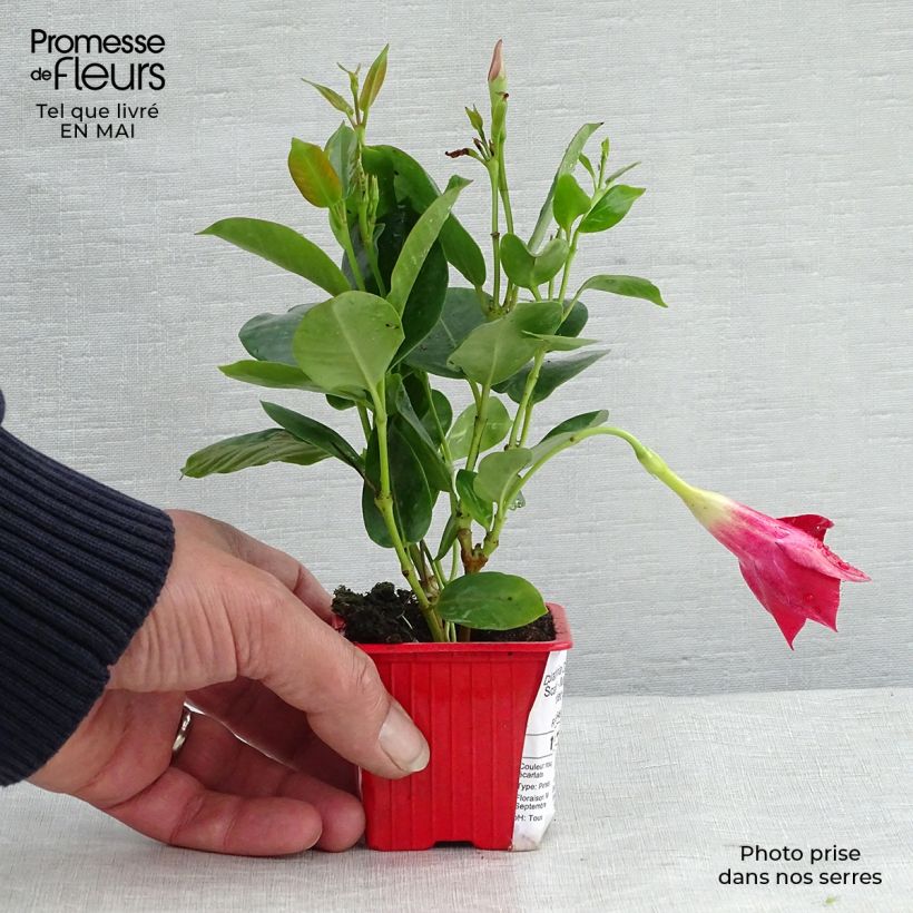 Exemplaar van Dipladenia Diamantina Jade Scarlet - Mandevilla Kweekpotje van 7/8 cm zoals geleverd in de lente